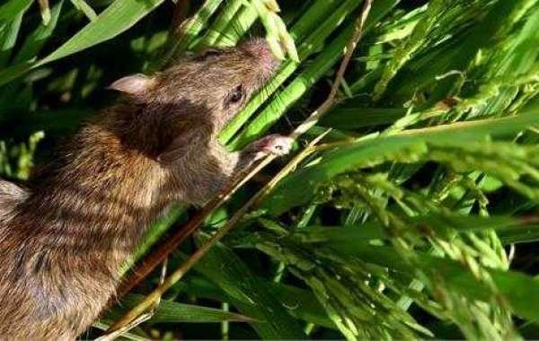 Chủ động theo dõi tình hình chuột gây hại trên cây lúa để có biện pháp xử lý kịp thời